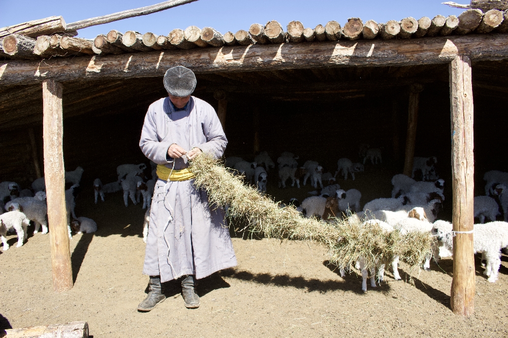 sheep-feeding